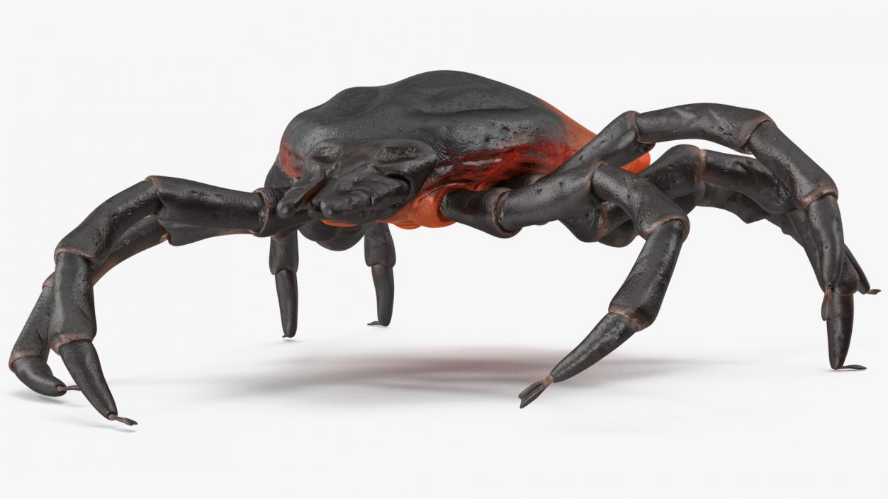 Creeping Insects Collection 6 3D model