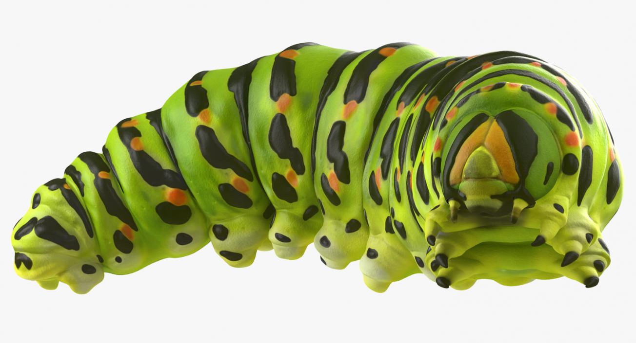 Creeping Insects Collection 6 3D model