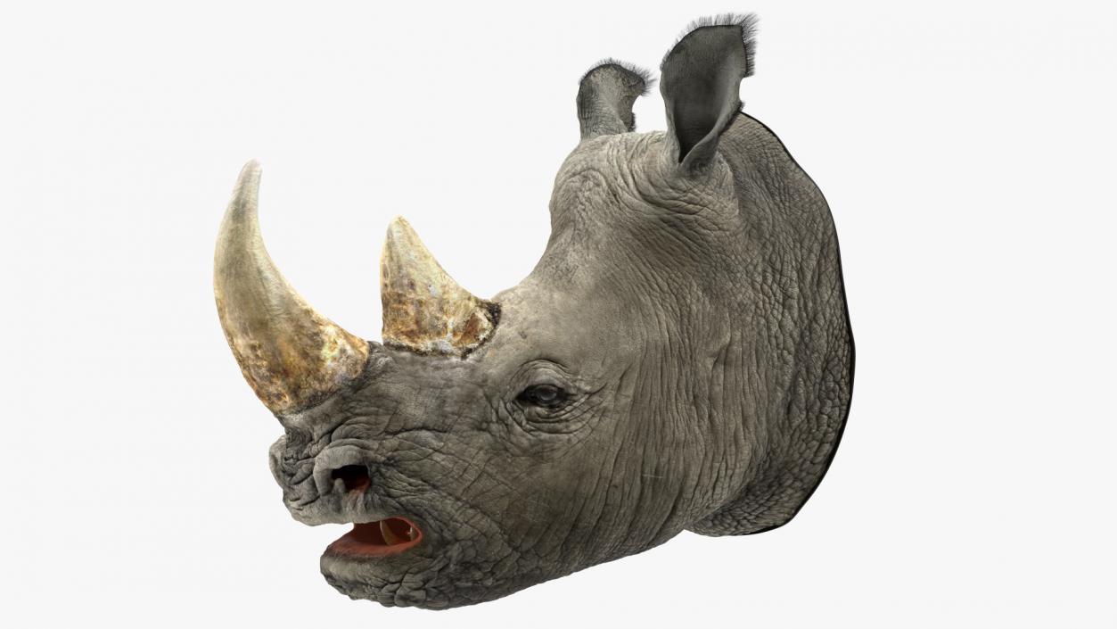 3D model Adult Rhino Head Fur