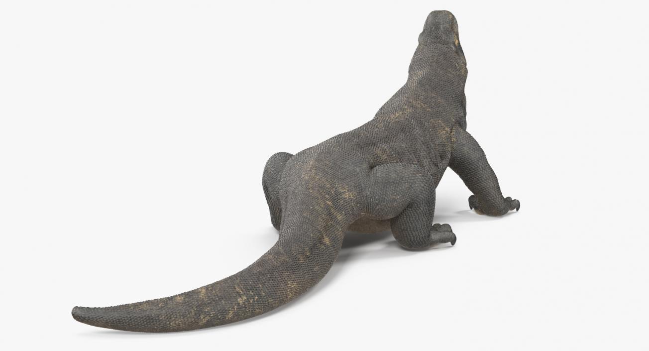 Komodo Dragon Standing Pose 3D