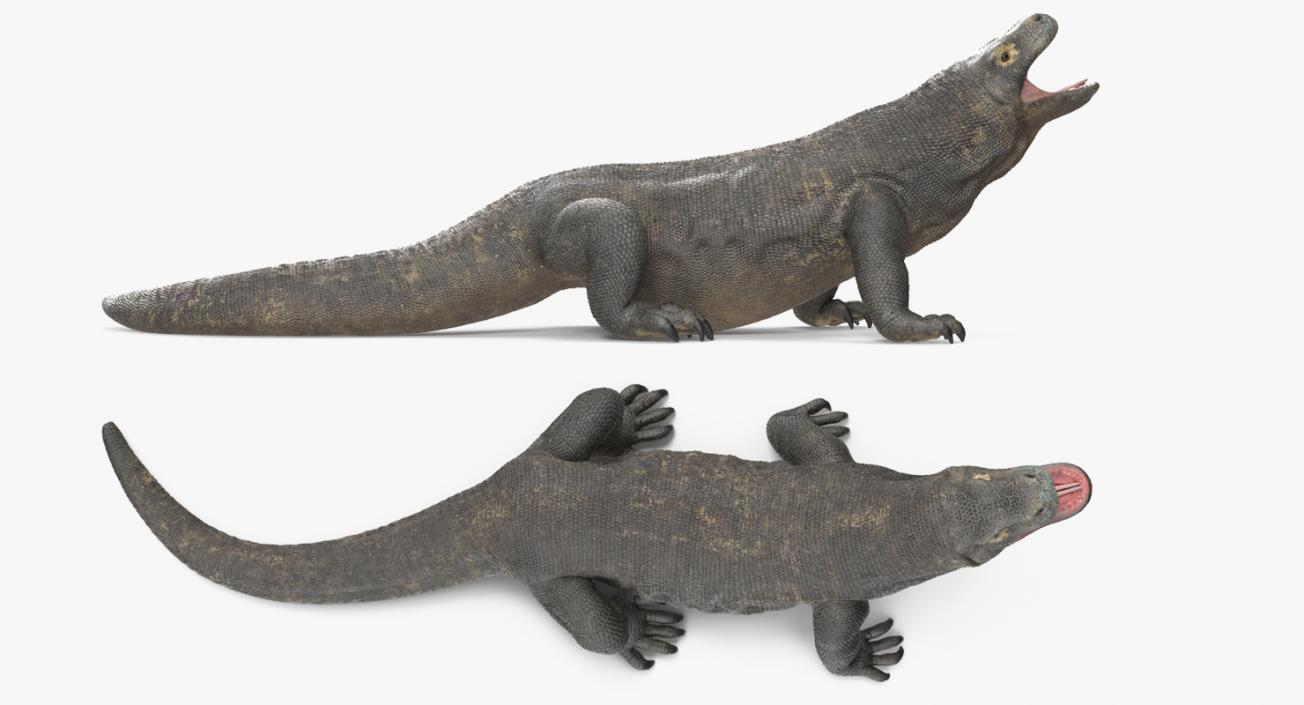 Komodo Dragon Standing Pose 3D