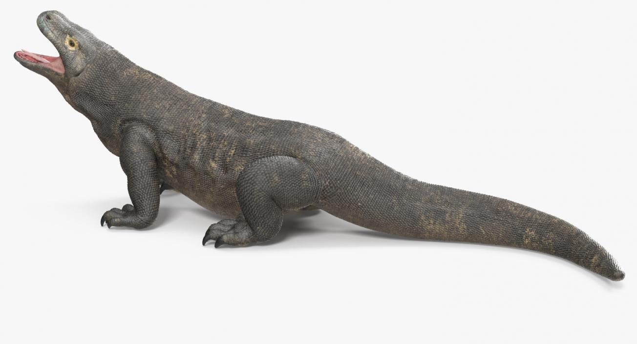 Komodo Dragon Standing Pose 3D