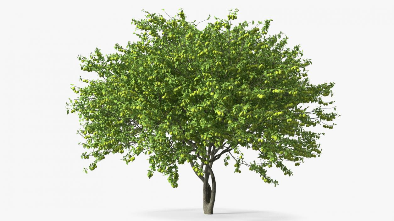 Fruit Trees Collection 2 3D model