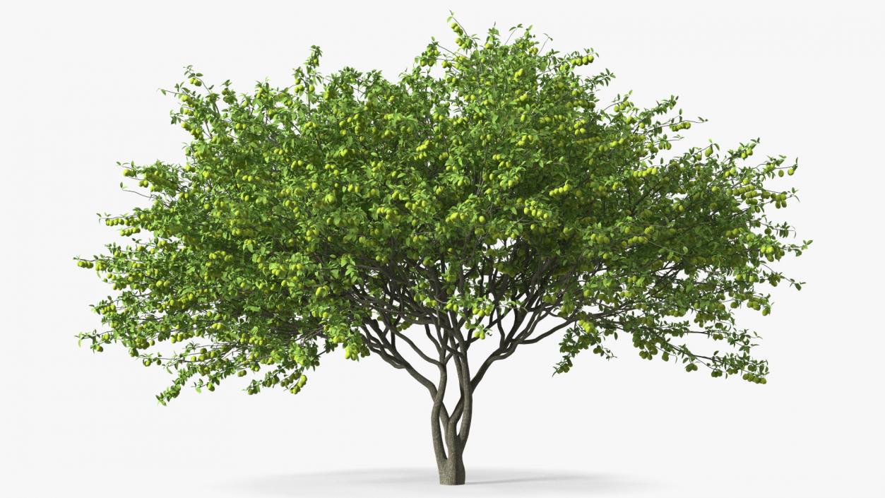 Fruit Trees Collection 2 3D model