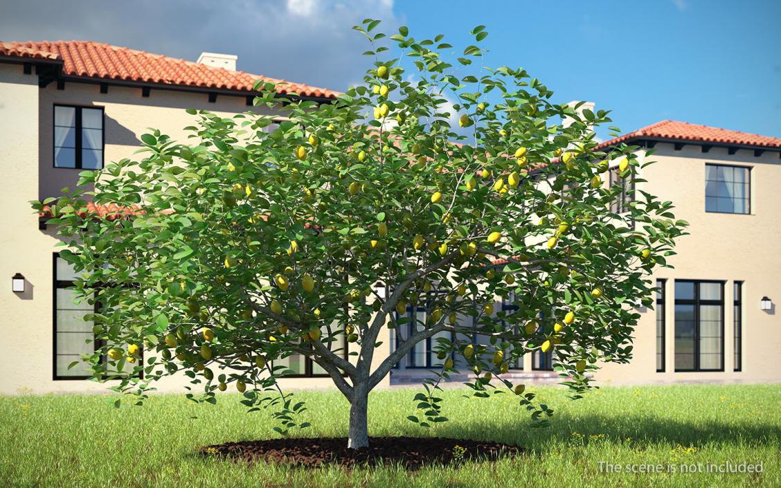 Fruit Trees Collection 2 3D model