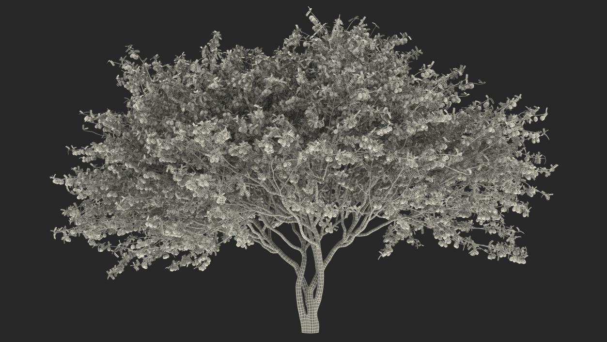 Fruit Trees Collection 2 3D model