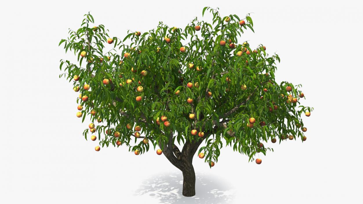 Fruit Trees Collection 2 3D model