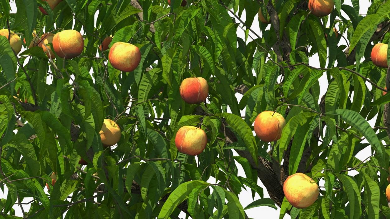 Fruit Trees Collection 2 3D model