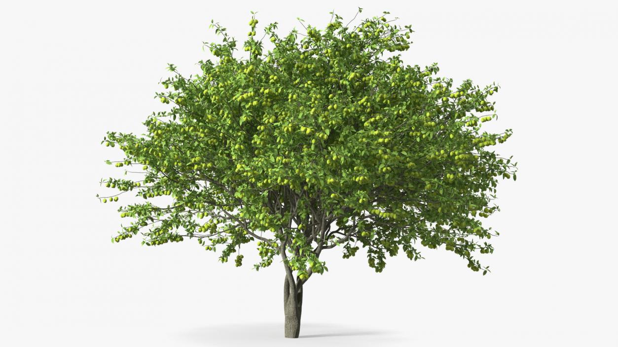 Fruit Trees Collection 2 3D model