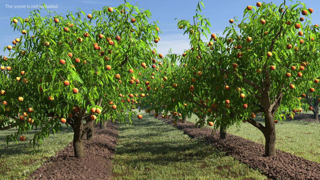 Fruit Trees Collection 2 3D model