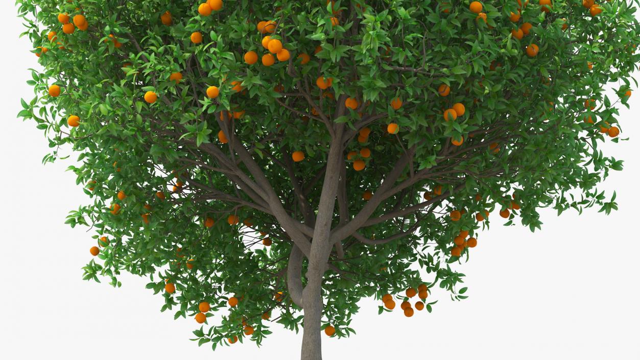 Fruit Trees Collection 2 3D model