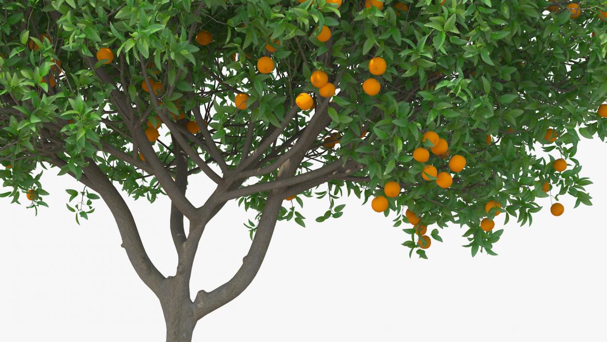 Fruit Trees Collection 2 3D model