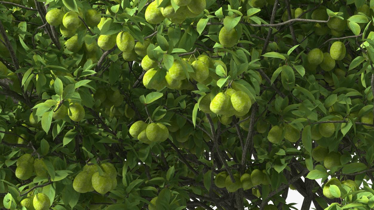 Fruit Trees Collection 2 3D model