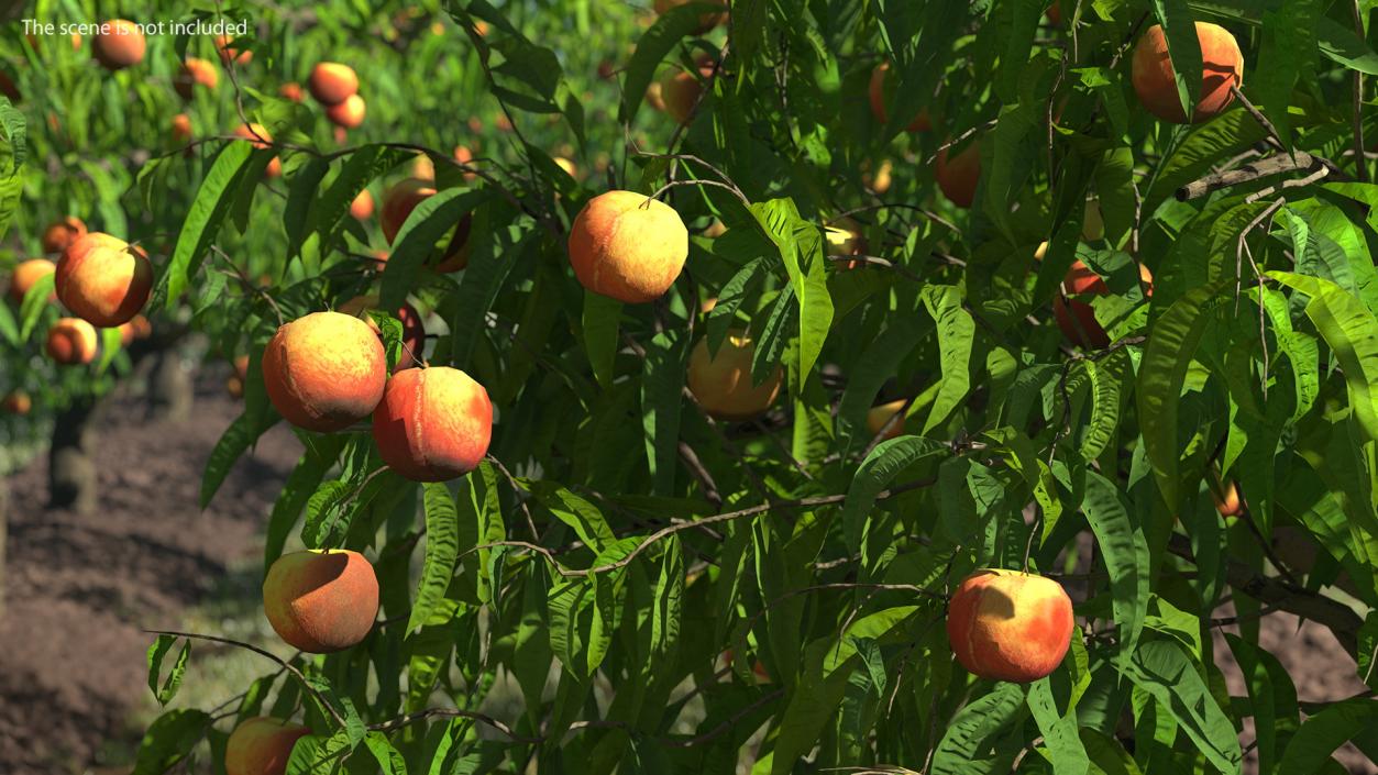 Fruit Trees Collection 2 3D model