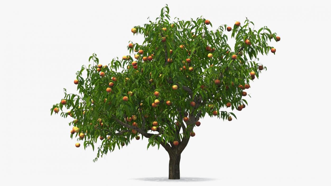 Fruit Trees Collection 2 3D model