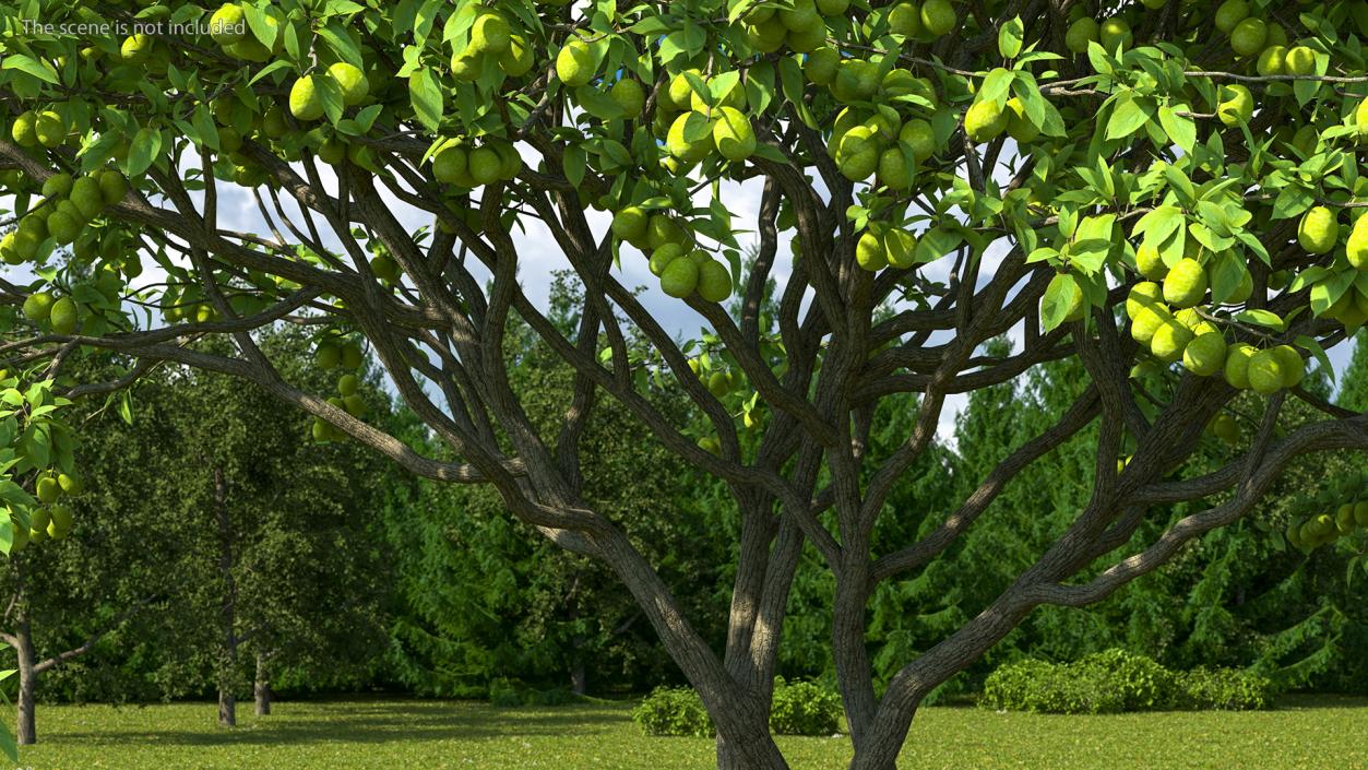 Fruit Trees Collection 2 3D model