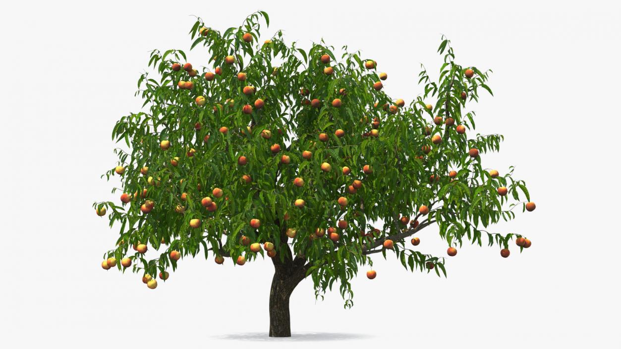 Fruit Trees Collection 2 3D model