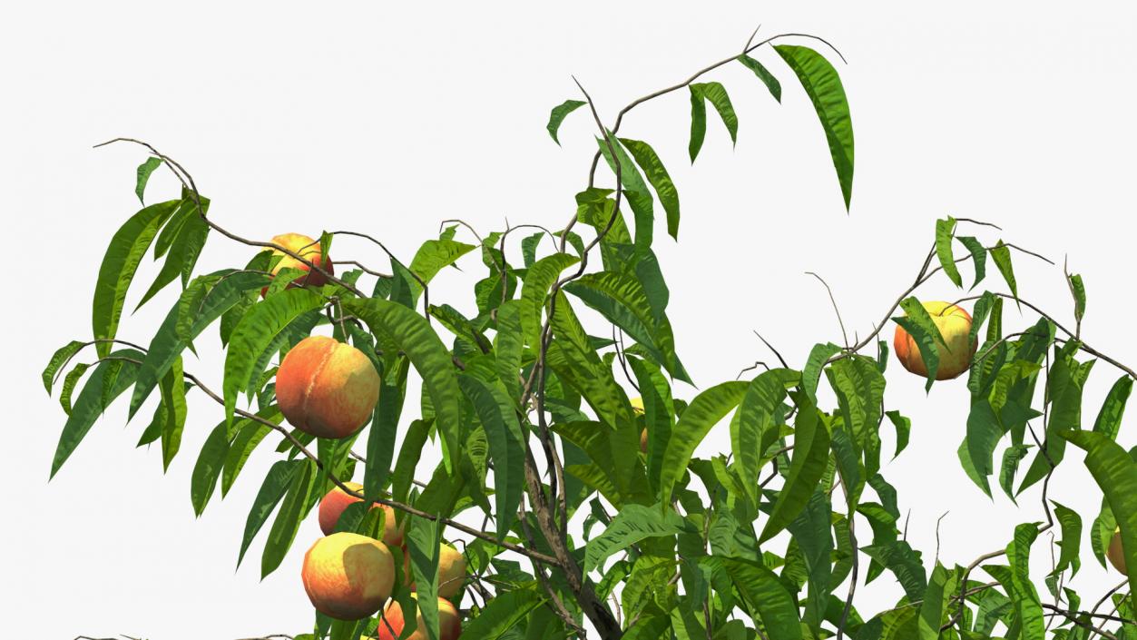 Fruit Trees Collection 2 3D model