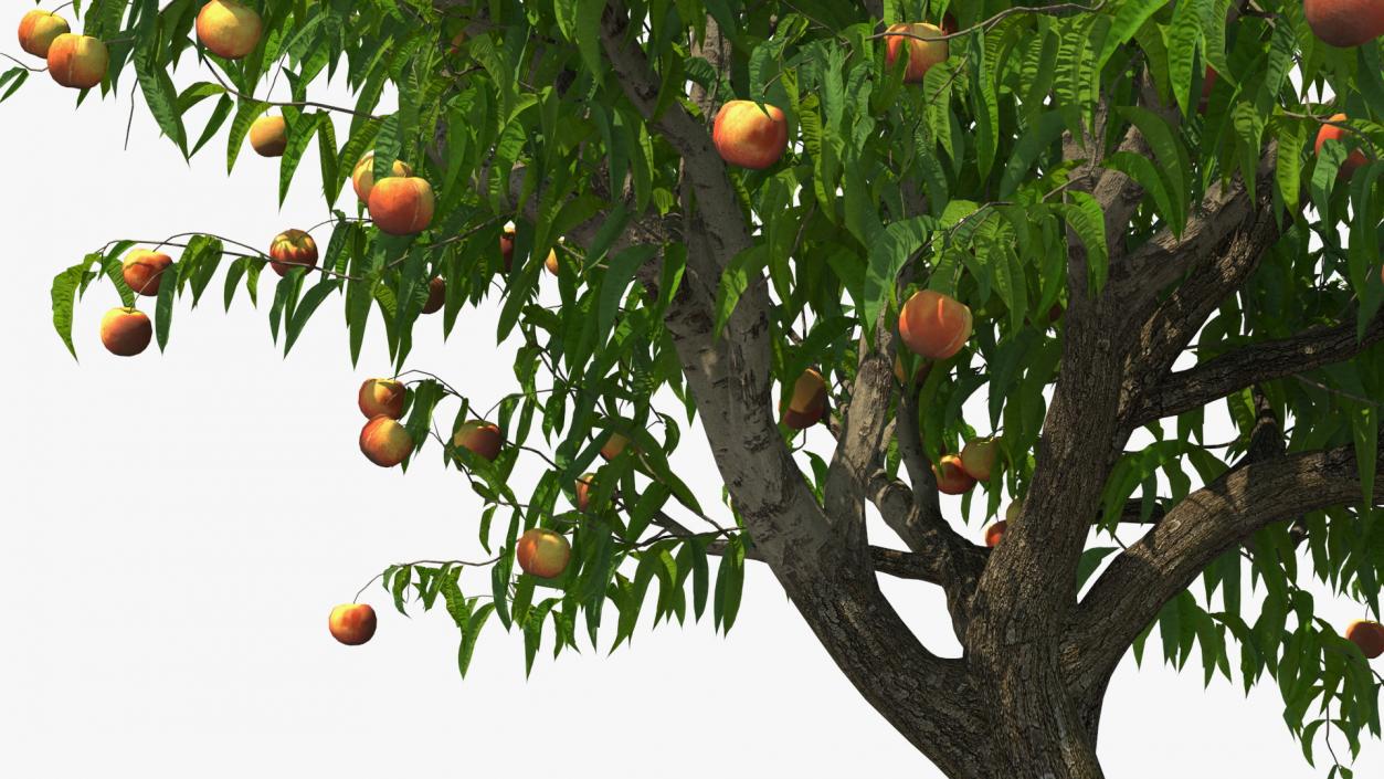 Fruit Trees Collection 2 3D model