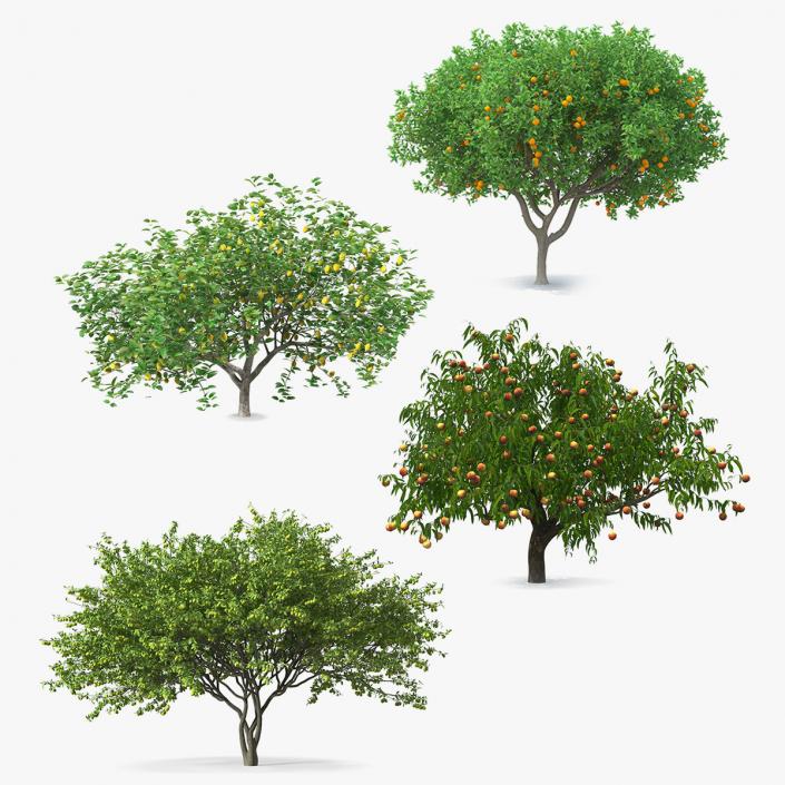 Fruit Trees Collection 2 3D model