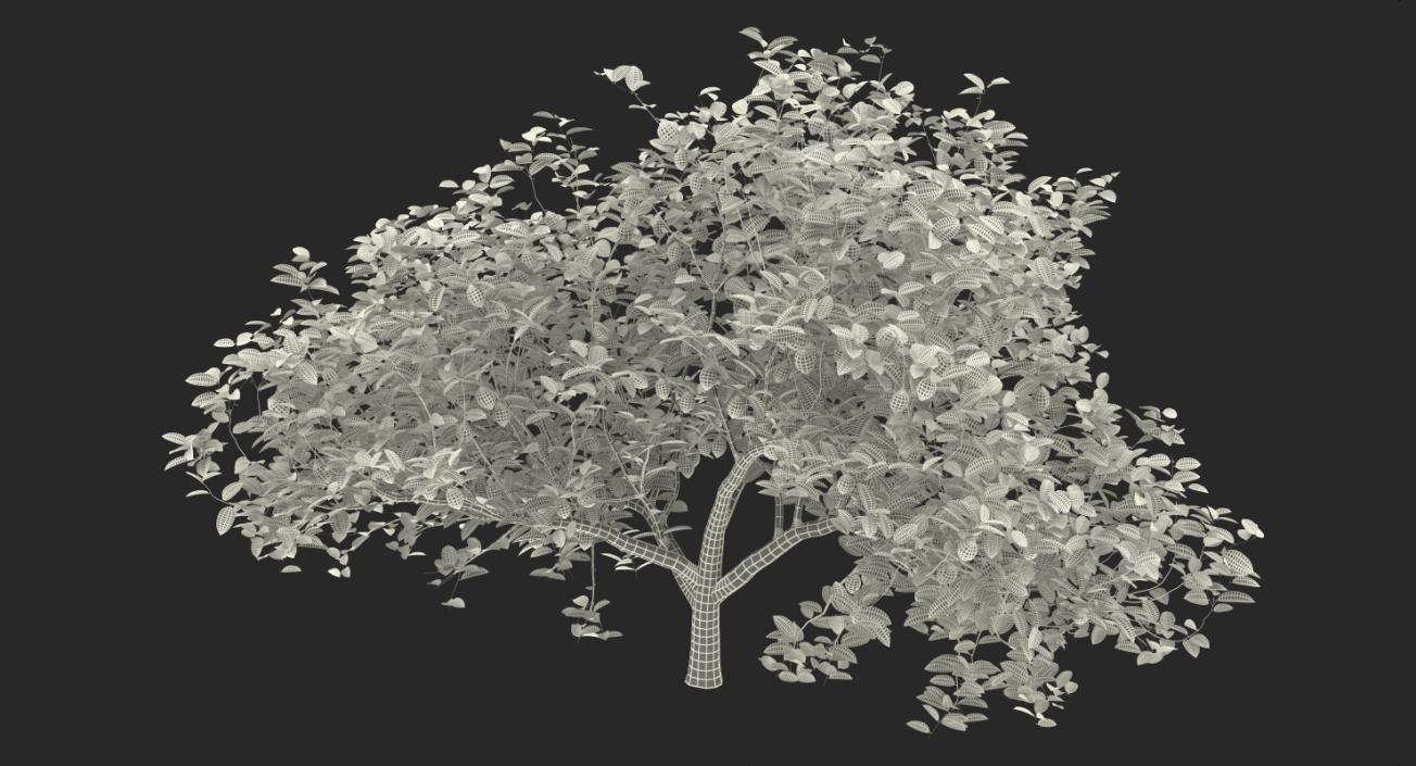 Fruit Trees Collection 2 3D model