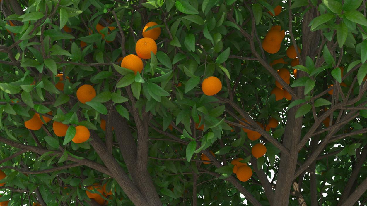 Fruit Trees Collection 2 3D model