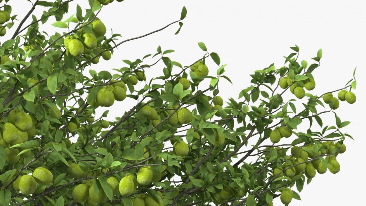 Fruit Trees Collection 2 3D model