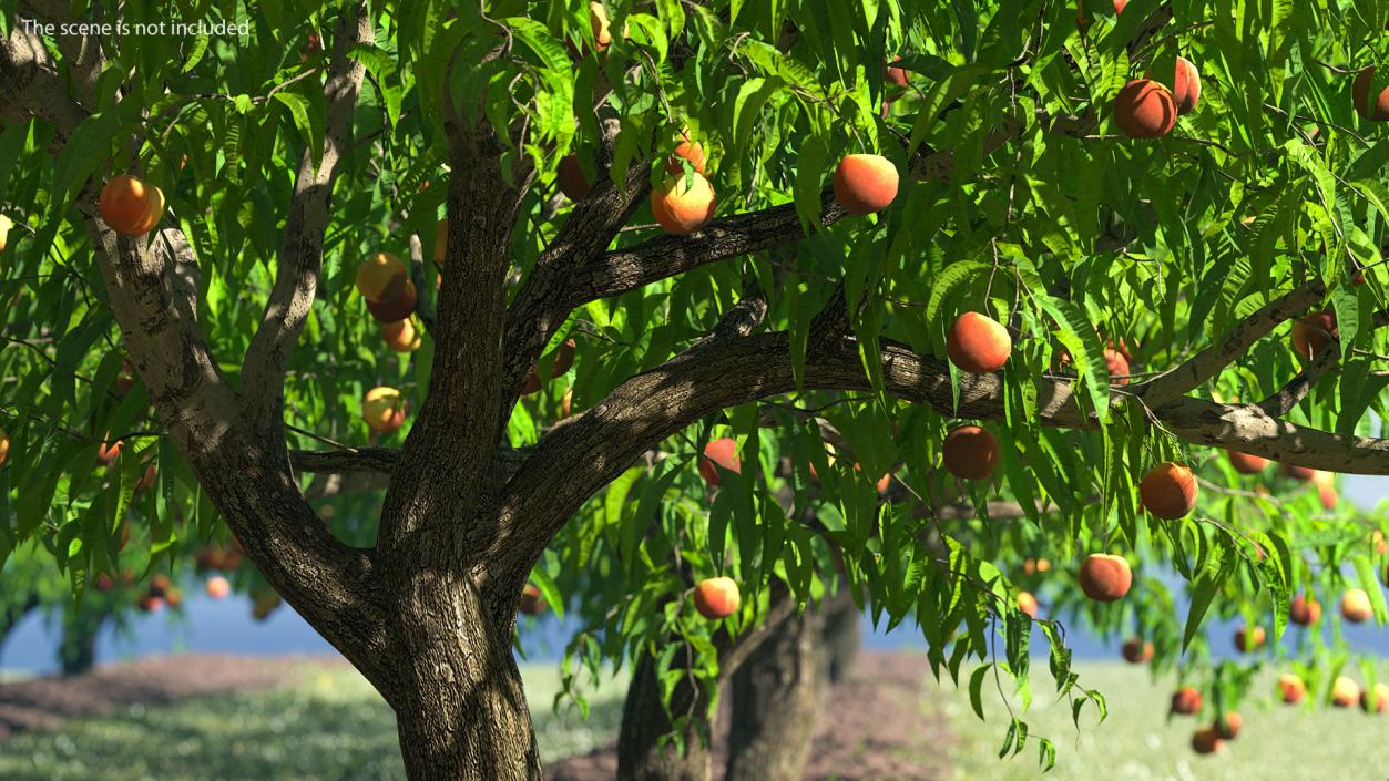 Fruit Trees Collection 2 3D model