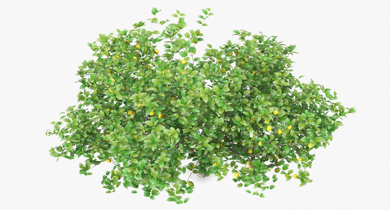 Fruit Trees Collection 2 3D model