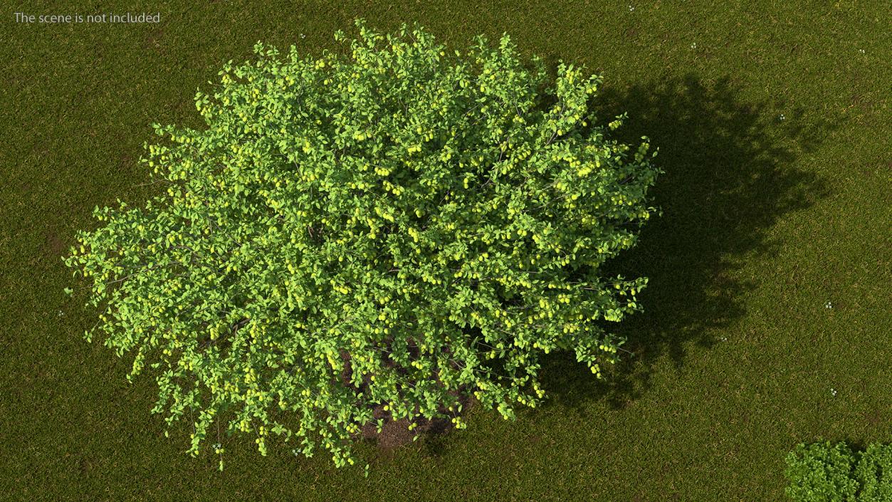 Fruit Trees Collection 2 3D model