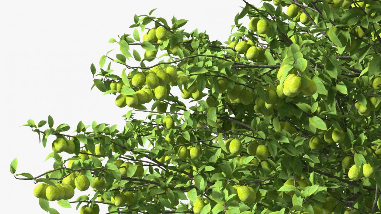 Fruit Trees Collection 2 3D model