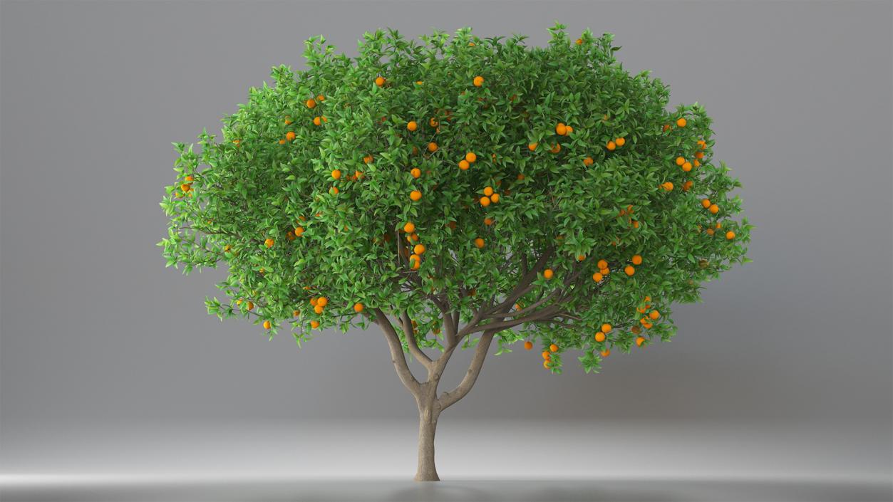 Fruit Trees Collection 2 3D model