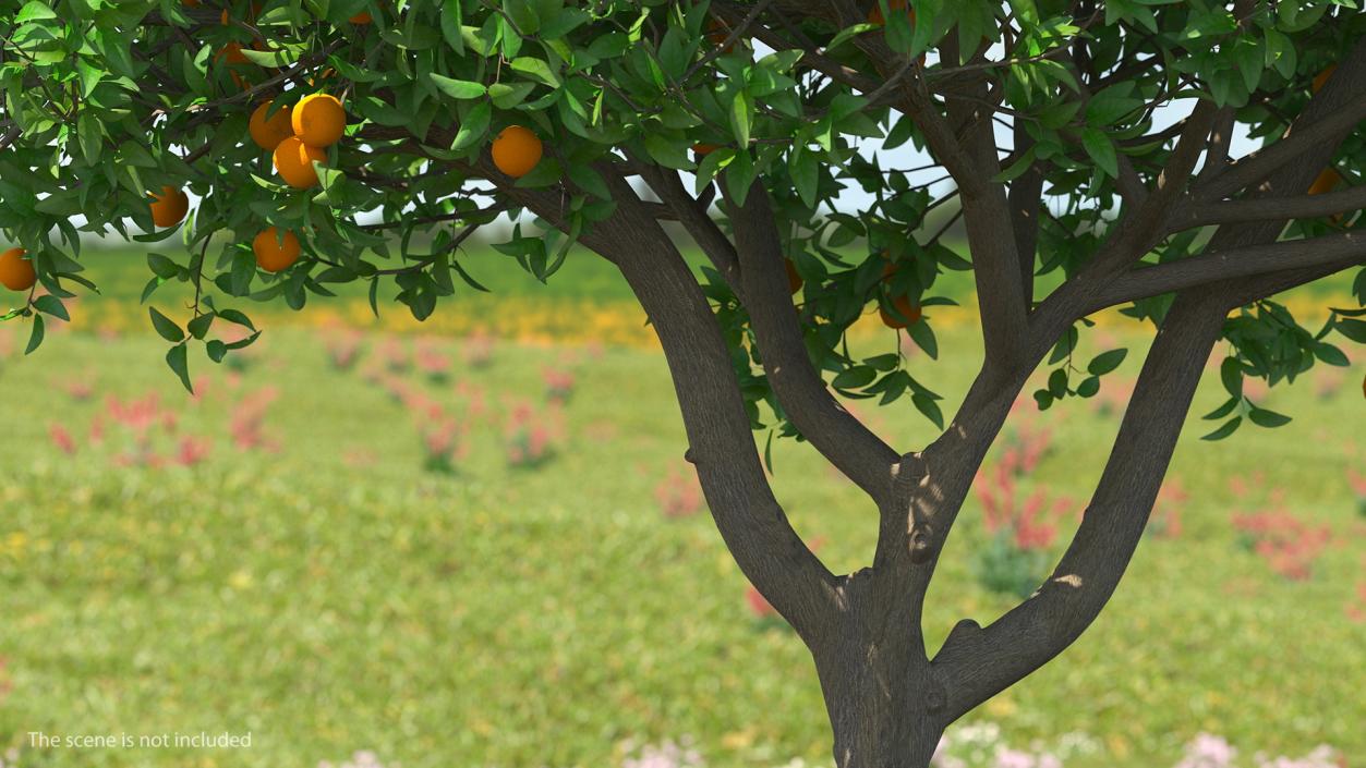 Fruit Trees Collection 2 3D model