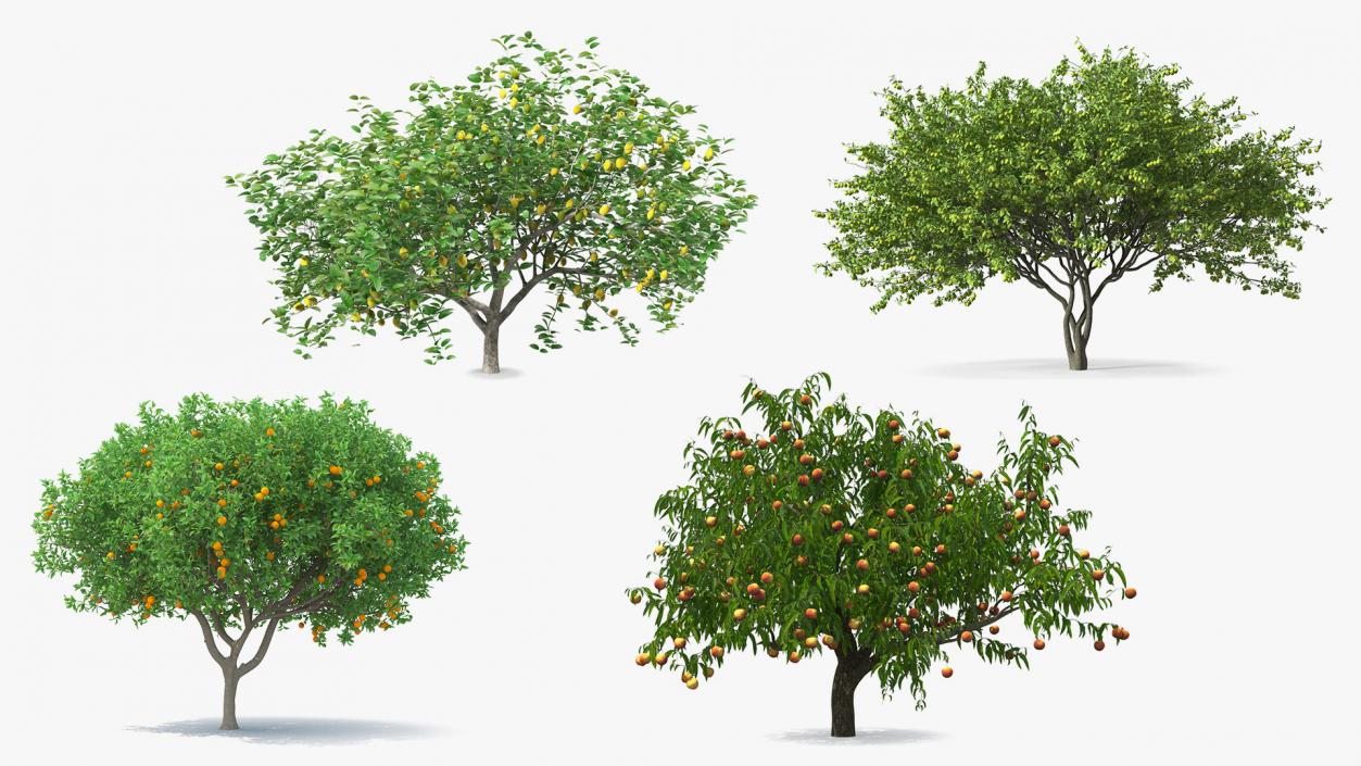 Fruit Trees Collection 2 3D model