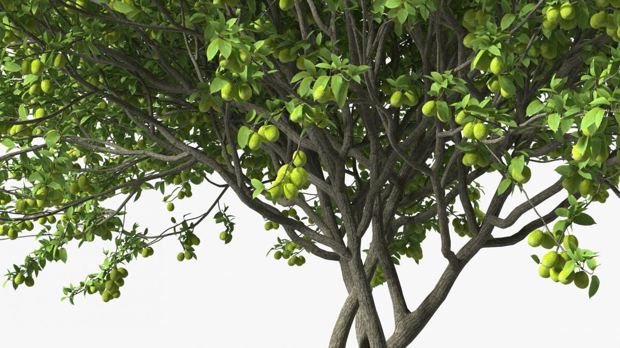 Fruit Trees Collection 2 3D model