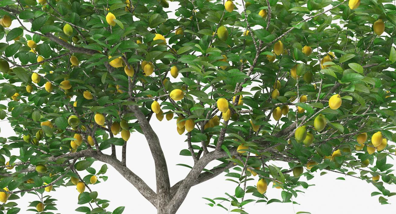 Fruit Trees Collection 2 3D model