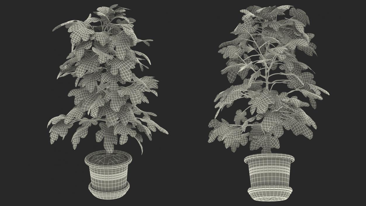 3D Potted Small Fig Tree