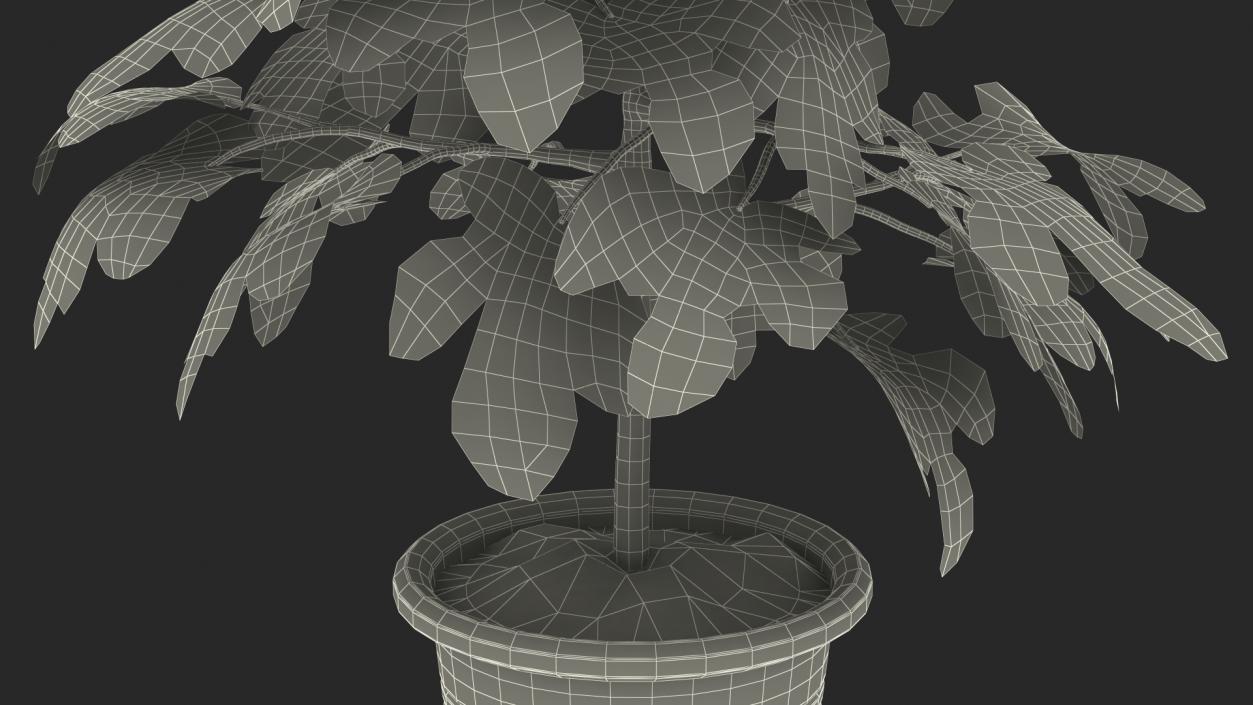 3D Potted Small Fig Tree