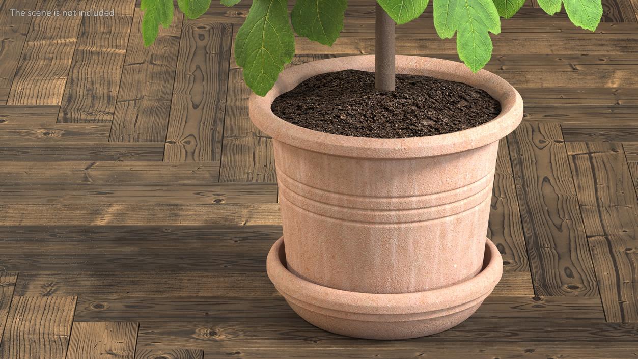 3D Potted Small Fig Tree