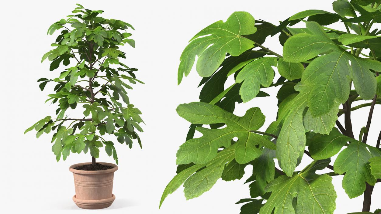 3D Potted Small Fig Tree