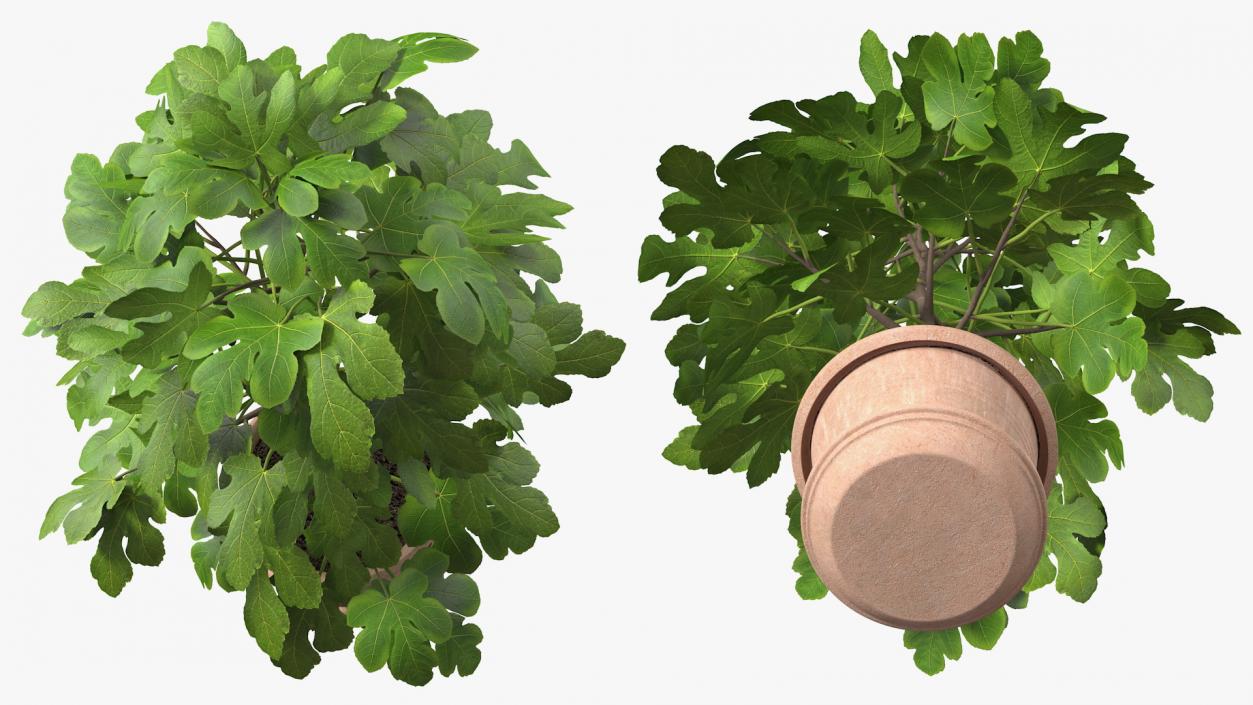 3D Potted Small Fig Tree