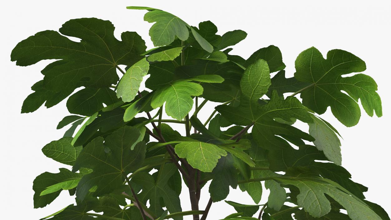 3D Potted Small Fig Tree