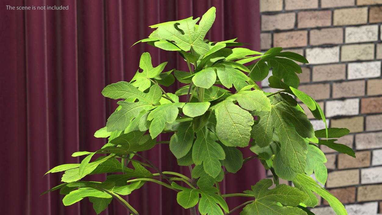 3D Potted Small Fig Tree