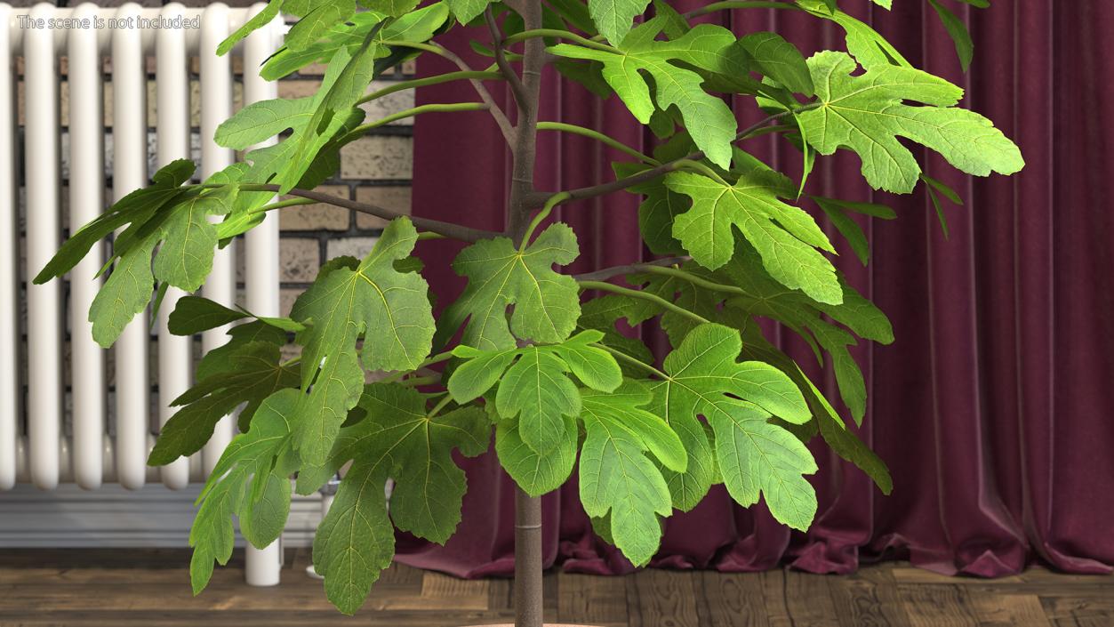 3D Potted Small Fig Tree