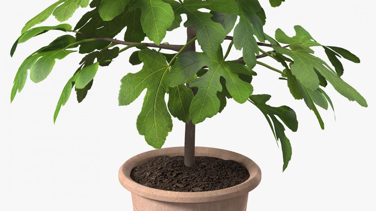 3D Potted Small Fig Tree