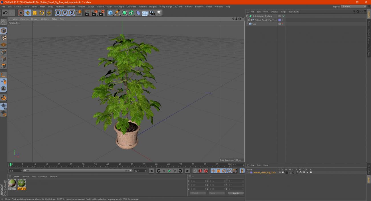 3D Potted Small Fig Tree