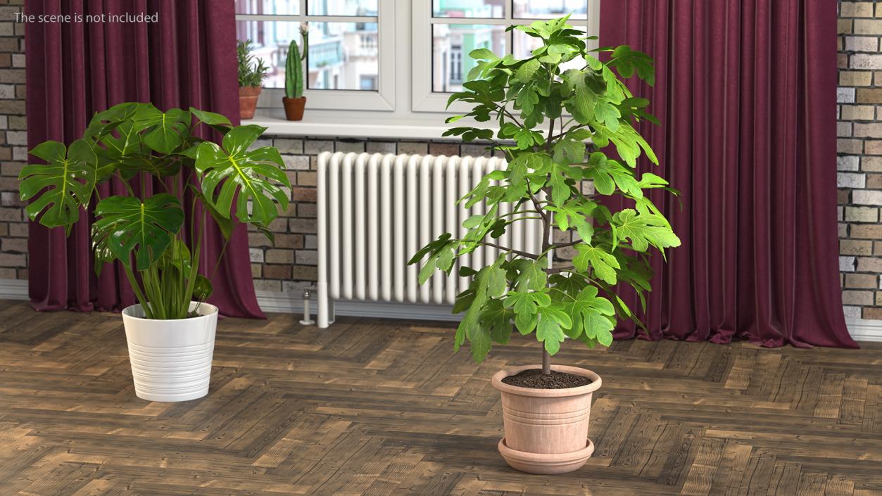 3D Potted Small Fig Tree