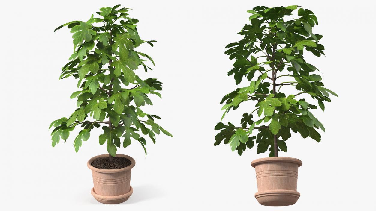 3D Potted Small Fig Tree