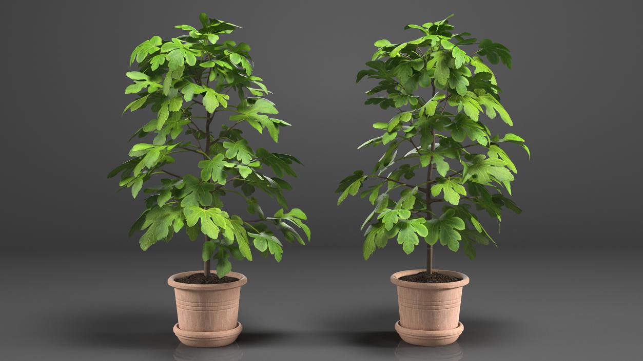 3D Potted Small Fig Tree