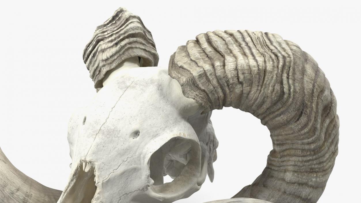 Skulls Collection 3 3D model